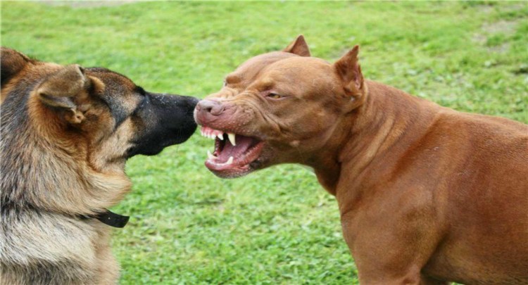 Аргентинский стаффордширский терьер