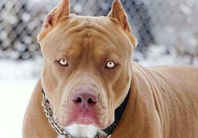 Ротвейлер Бьюдель