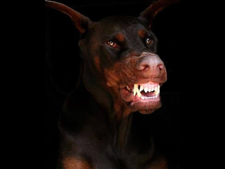 Собака улыбака ротвейлер