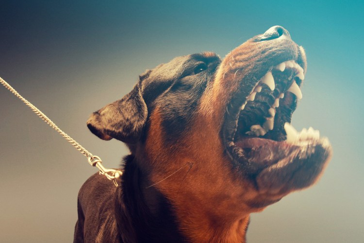 Оскаленные Доберман пинчер