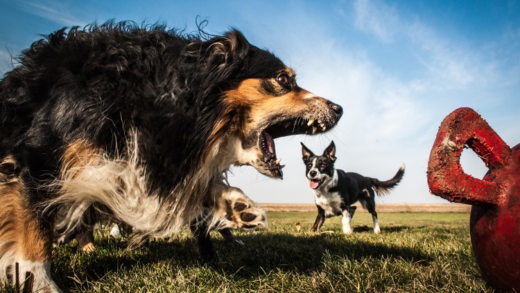 Оскал бойцовских собак