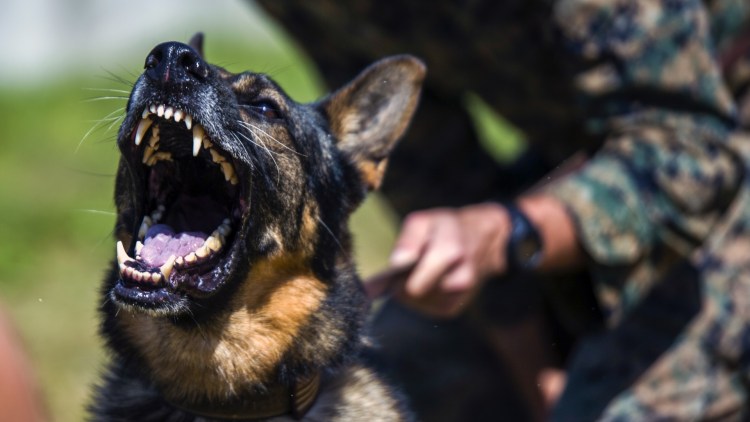 Самая злая собака в мире