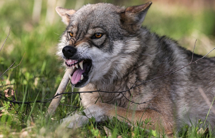 Карликовый ротвейлер