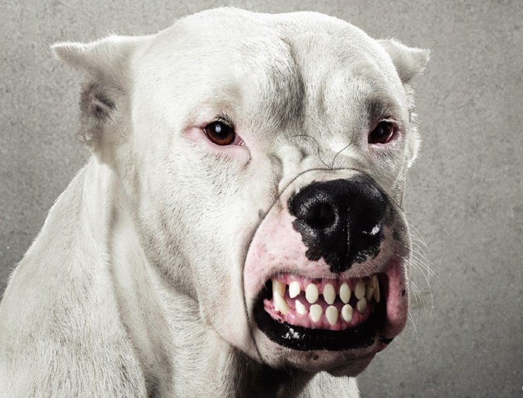 Бульдог английский Бойцовский