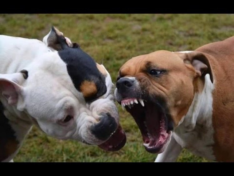 Собака ротвейлер