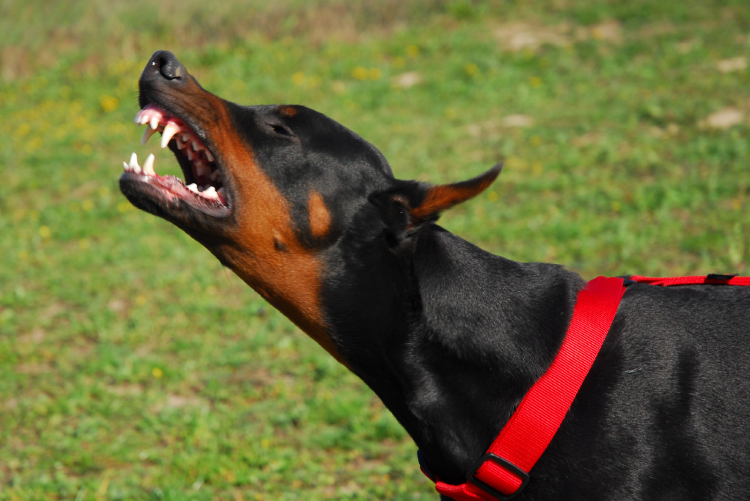 Южно Африканский питбуль