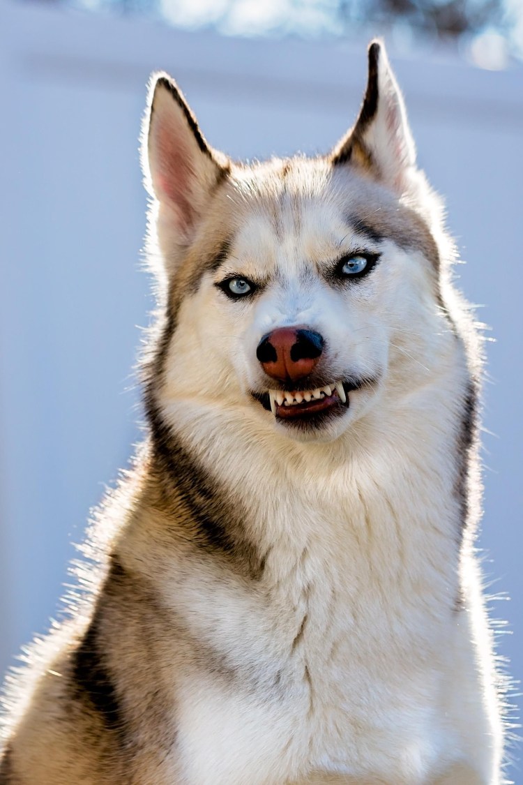 Ротвейлер в атаке