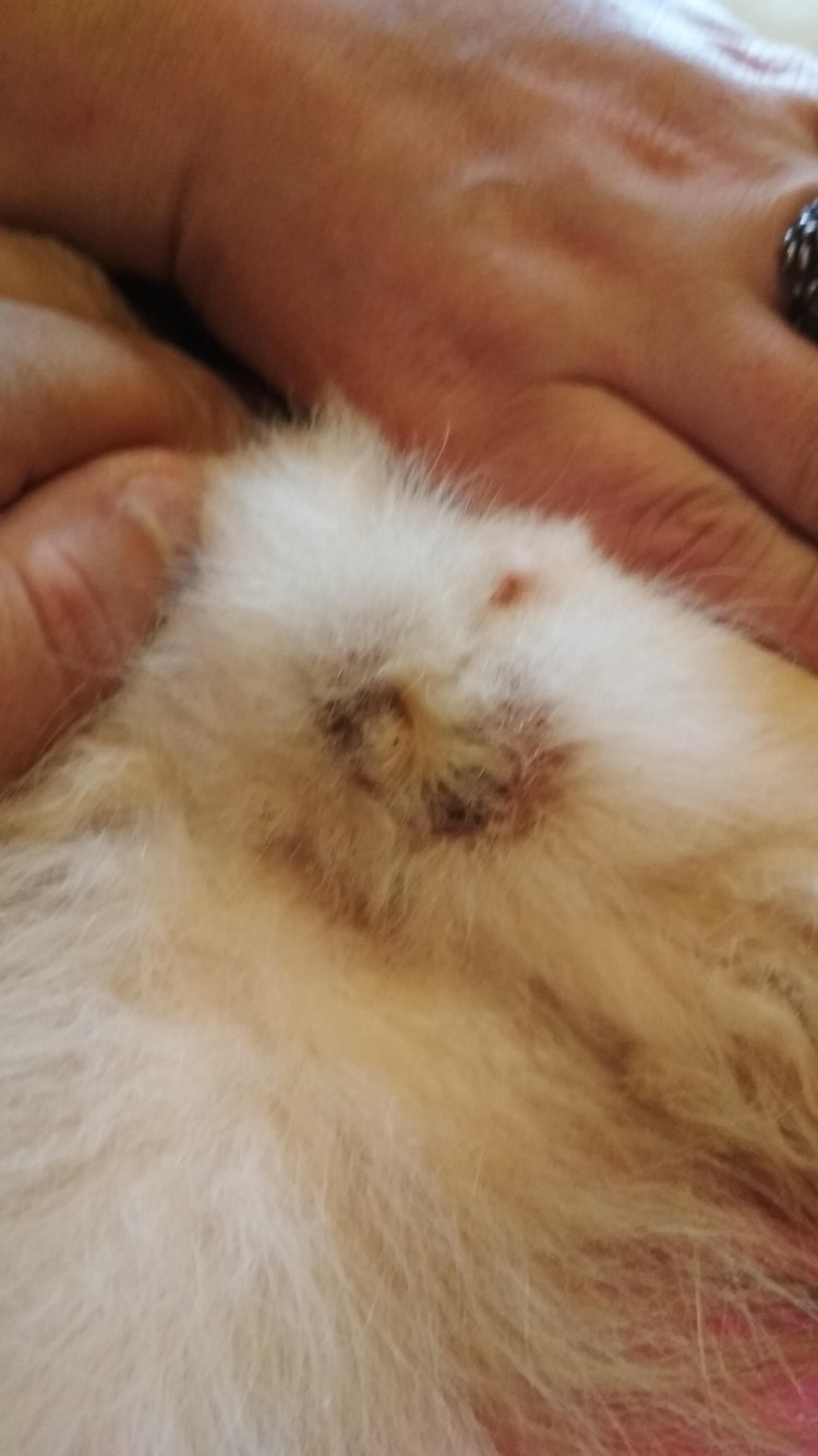 Кошачьи яйца