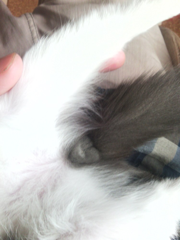 Болячки на яичках у кота