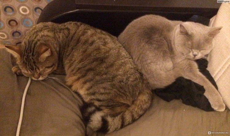 Кастрирование кота операция