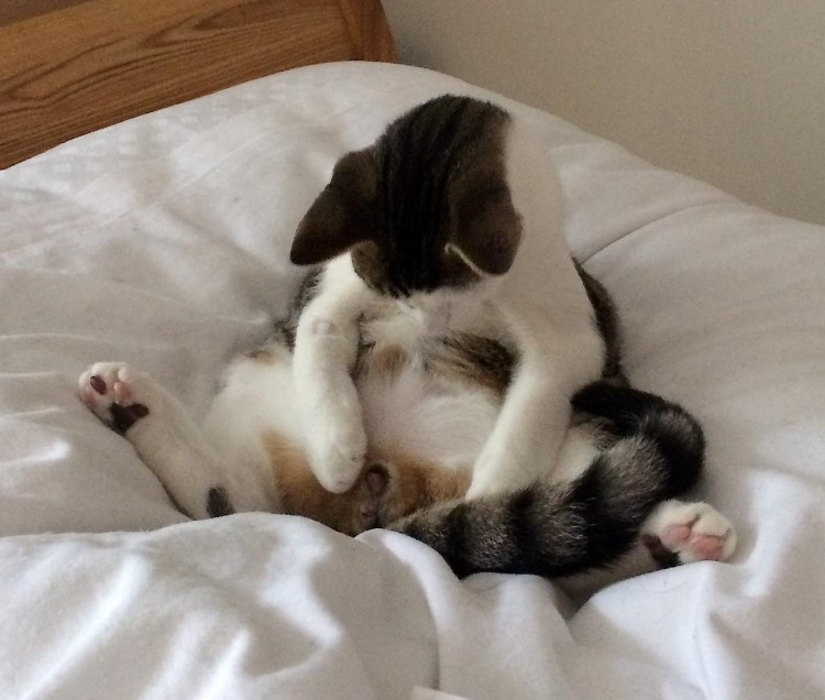 Химическая стерилизация кошек