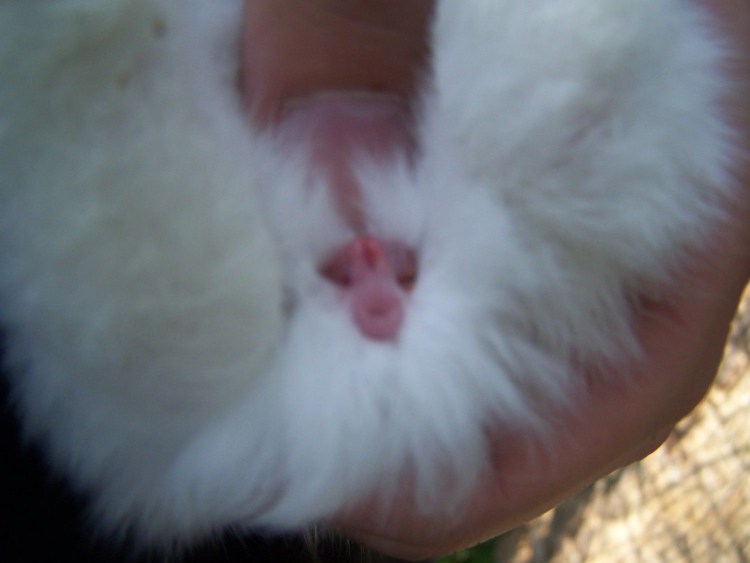 Кастрация кобеля крипторха