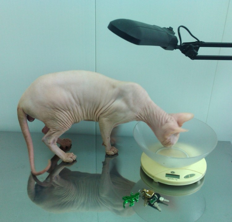 Стома у кота после уретростомии