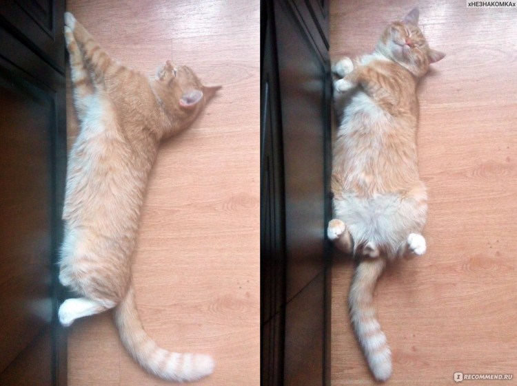 Фотоальбом с кошачьими яйцами