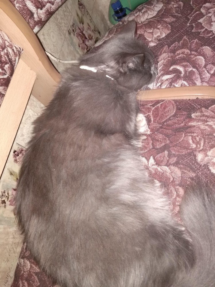 Коты до и после кастрации