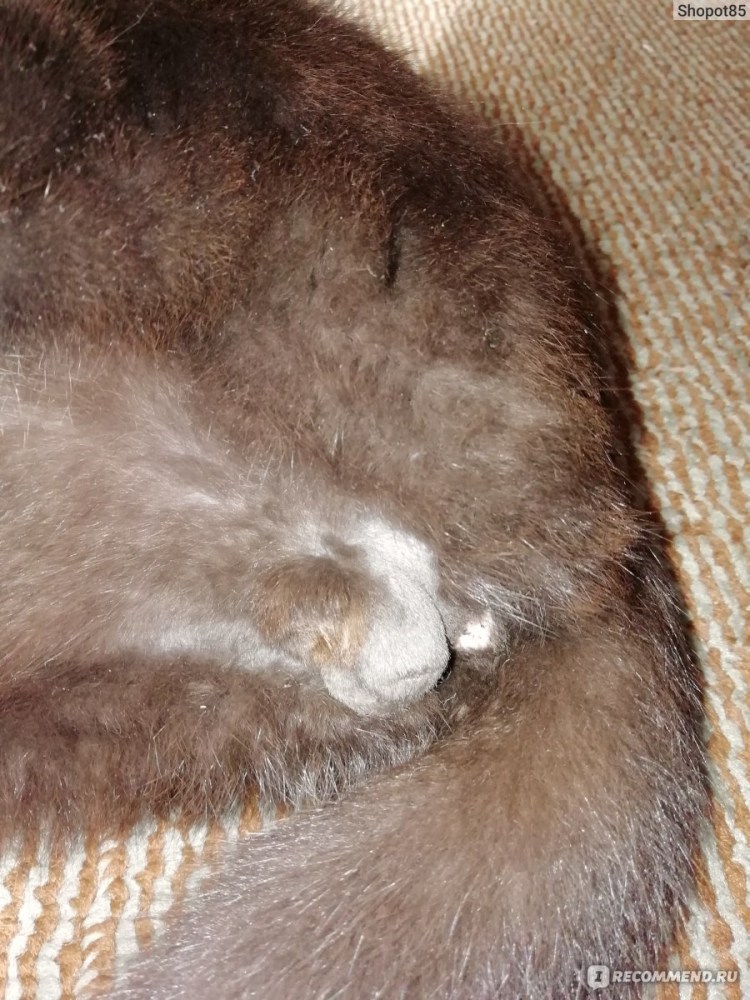 Машинка кота после кастрации