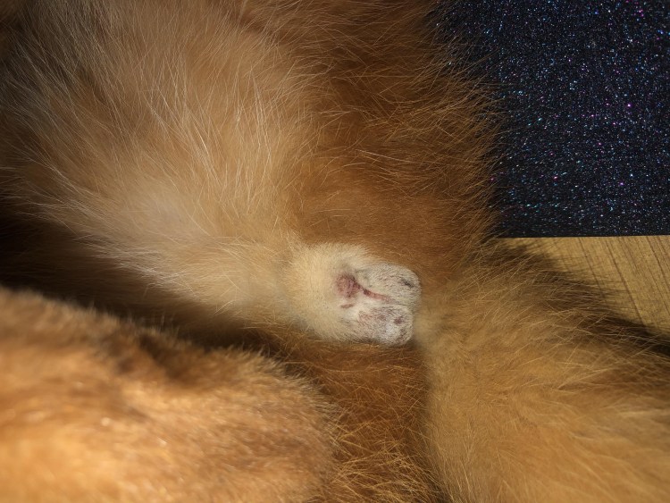 Яйца кота после кастрации