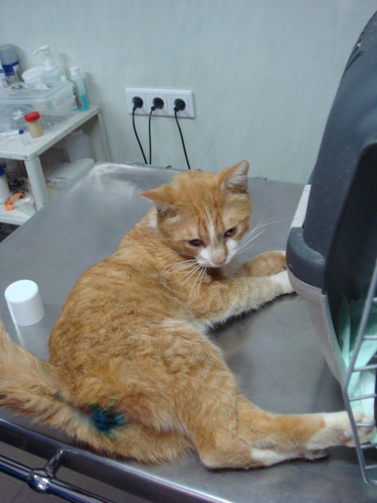 Кошачьи яйца