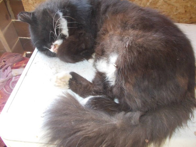 Коте и яйца цветные