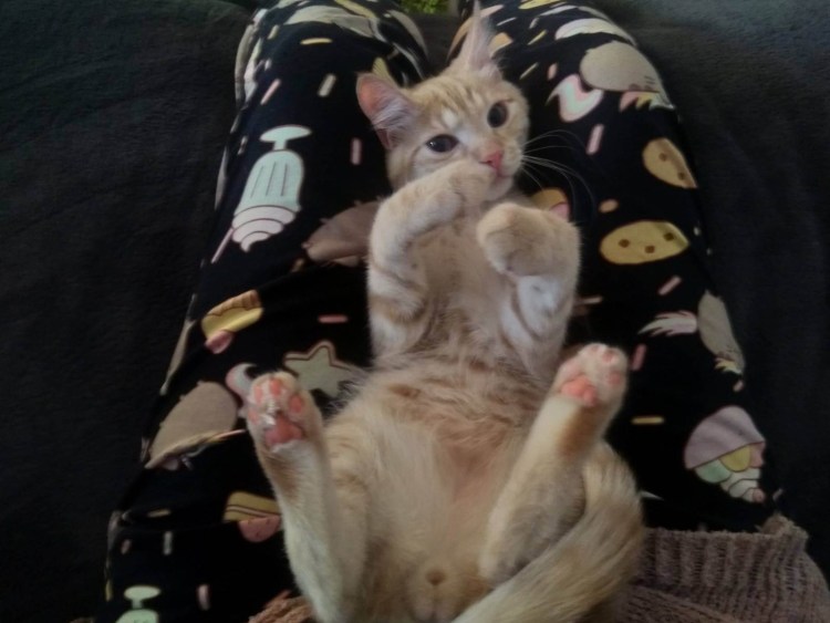 Пушистые яички