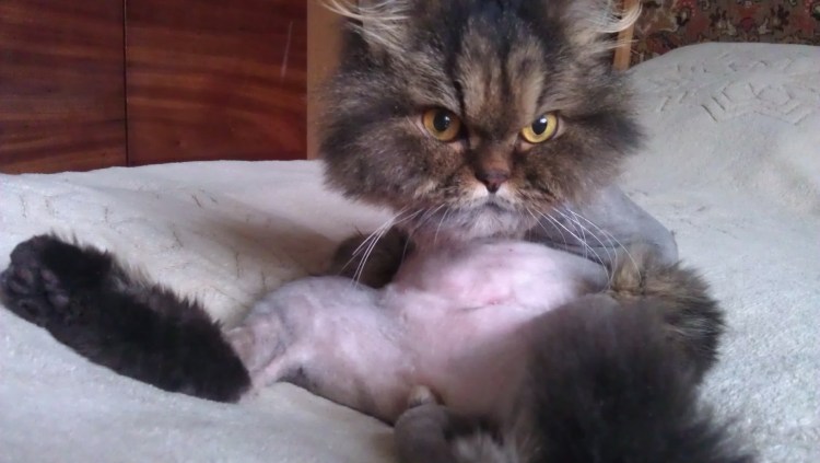 Пушистые кошачьи яйца