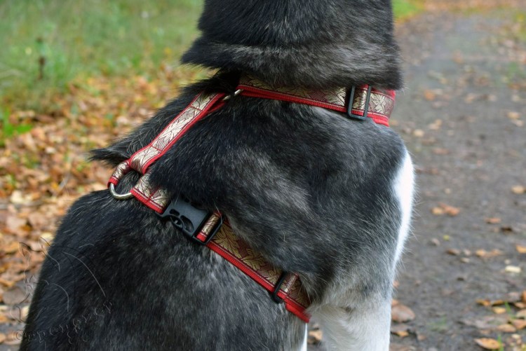 Дарэлл 030035 шлейка Караульная (овчарка) 35мм