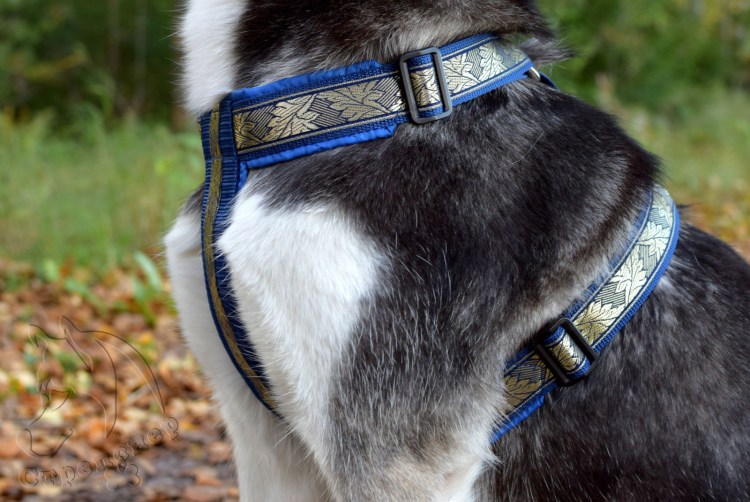 Шлейка big Ears Dog