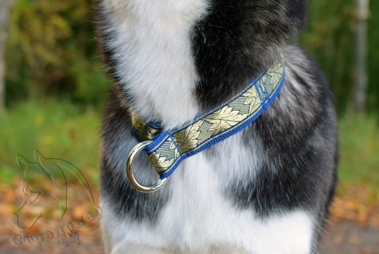 Сибирская хаски ошейник с шипами