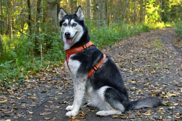 Ездовая шлейка для хаски