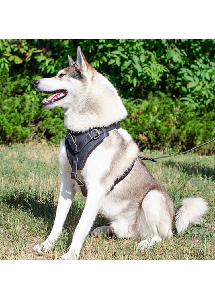 Хаски с банданой