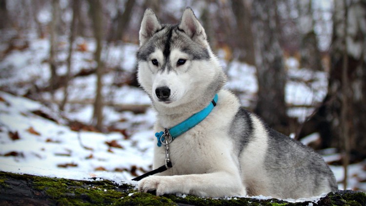 Ошейник и поводок для хаски