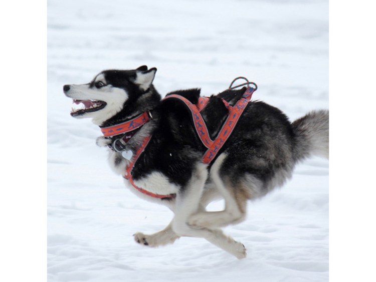 Маламут в ездовой шлейке