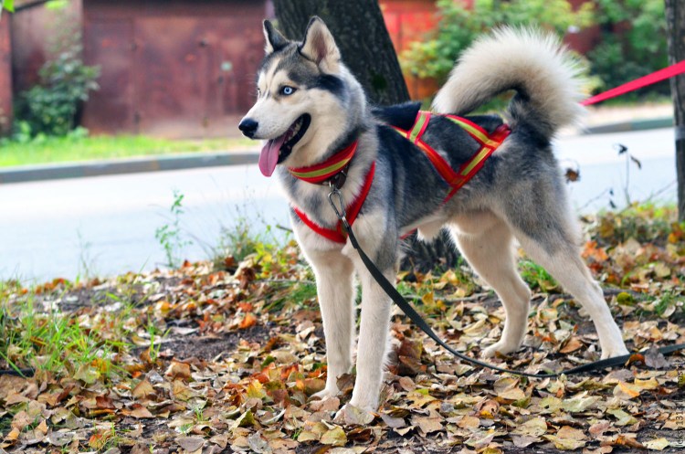 Шлейка для собак хаски ездовая