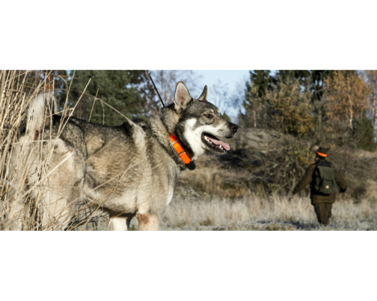 Ошейник Halti Collar / hc012