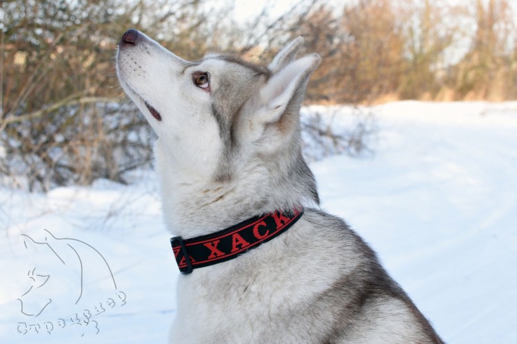 Шлейка для хаски