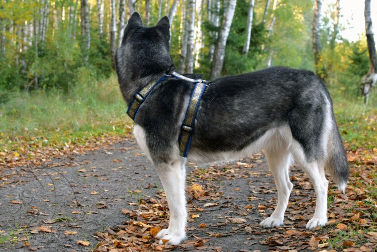 Хаски Изабелла Уайт