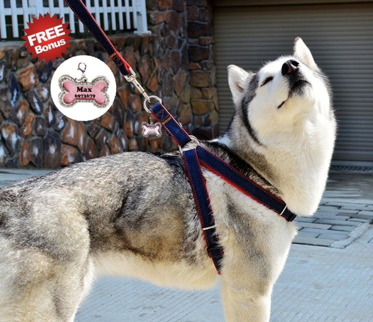 Шлейка для хаски