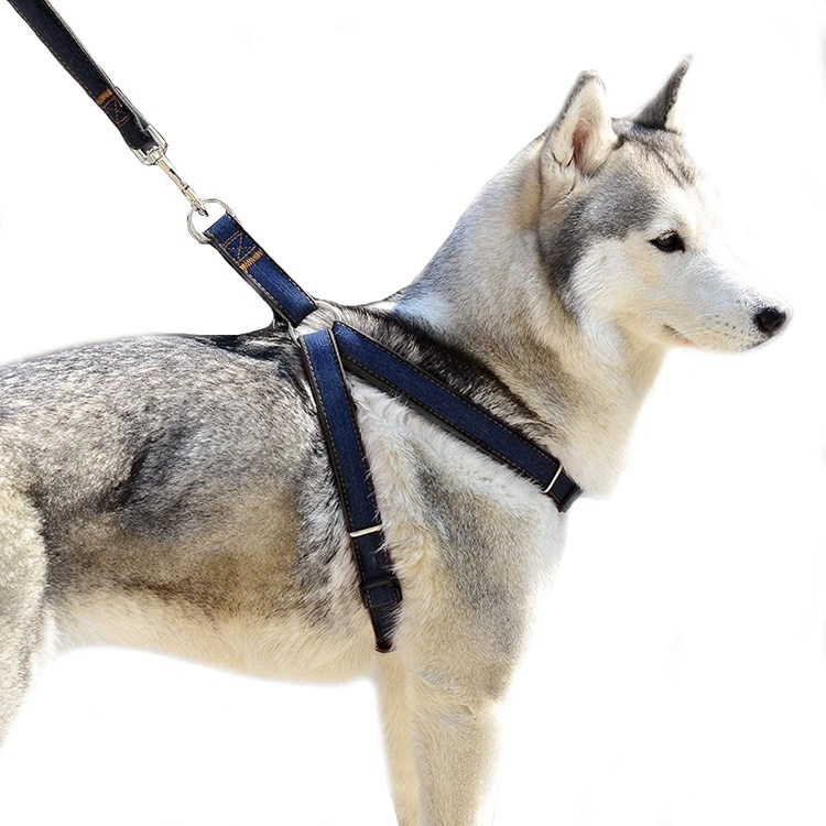 Ошейники для хаски девочек