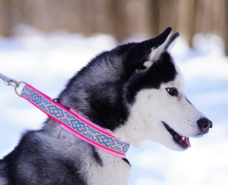 Шлейка прогулочная Husky