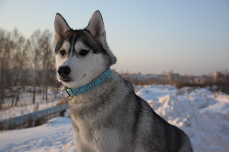 Именной ошейник для собаки