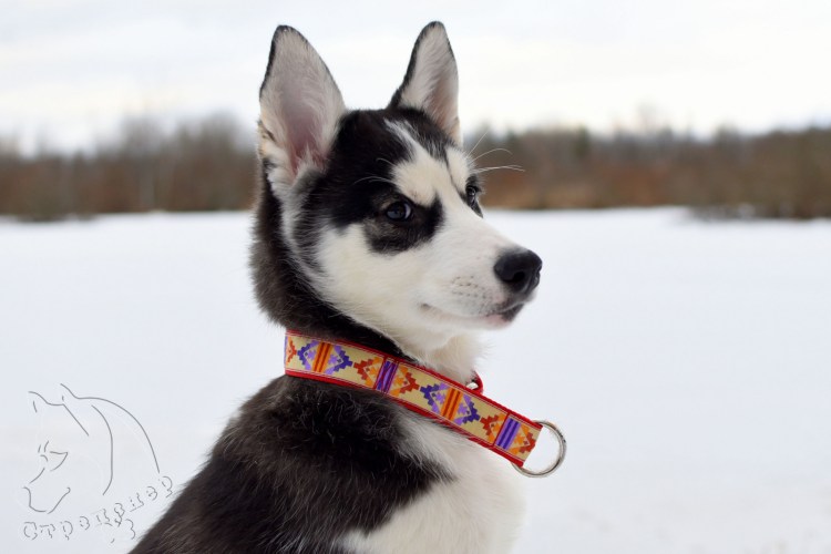 Ошейник для хаски