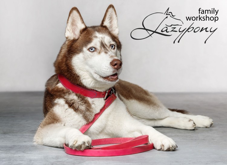 Светодиодные ошейники шнуры Триол