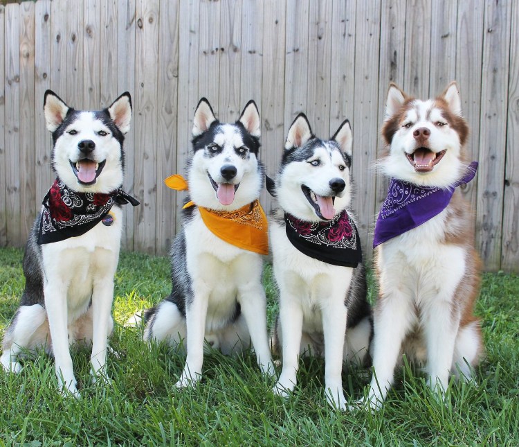 Ездовая шлейка грюнендаль