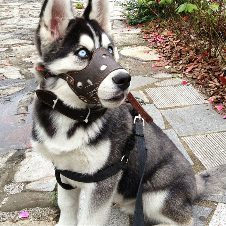 Ошейник для хаски