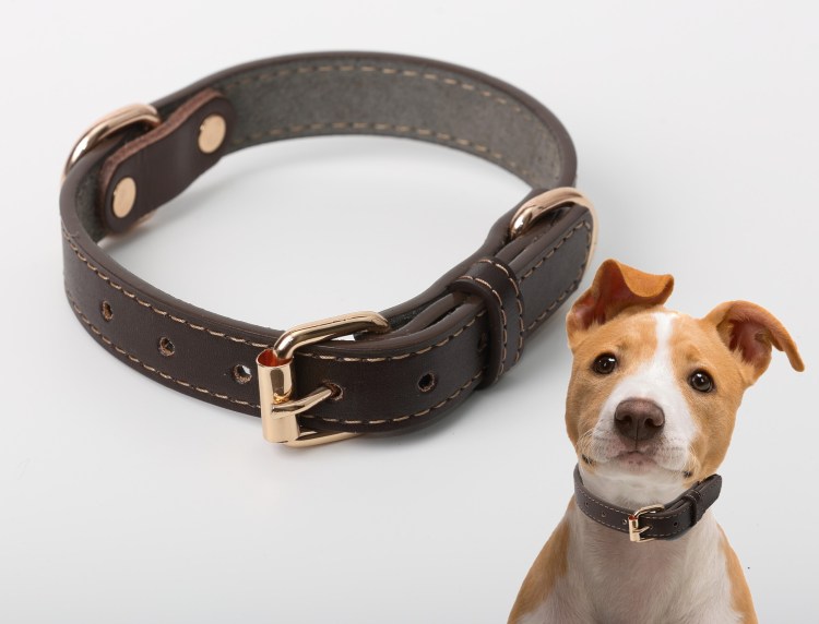 Красивые ошейники для собак