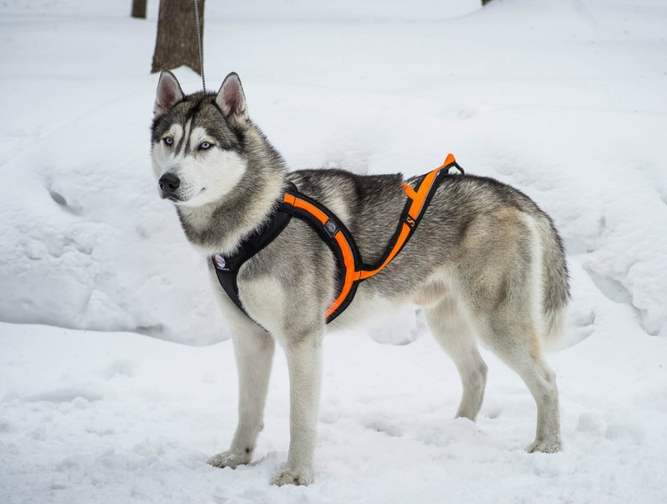 Ездовая шлейка для хаски