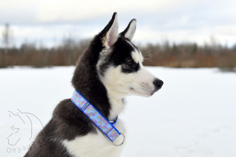 Шлейка прогулочная Husky