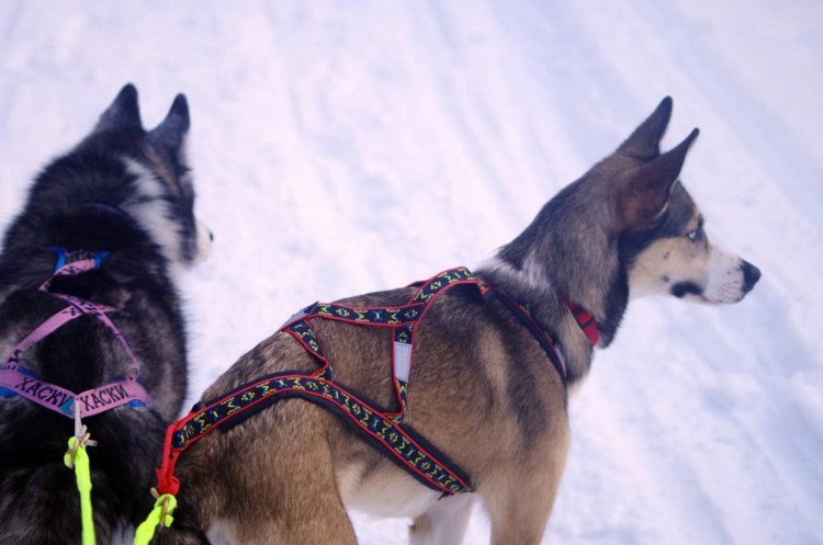 Намордник против лая для собак