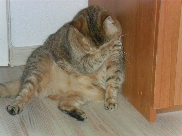 Отчаявшийся кот