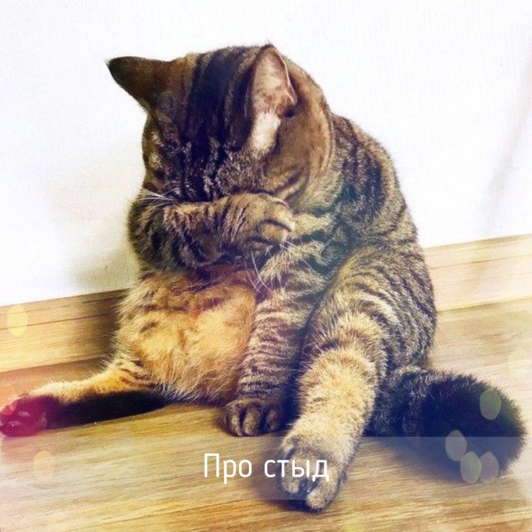Коту стыдно картинки